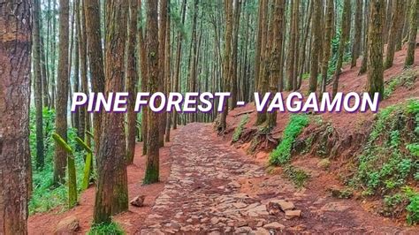 Vagamon Pine Forest | Pine Valley | Vagamon Tourist Places | Vagamon Meadows | Ami tasty - YouTube