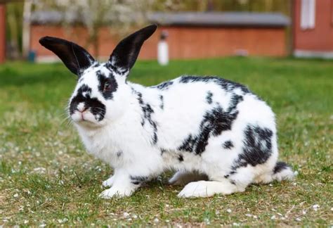 Checkered Giant Rabbit | Identification, Habitat, and Behavior - Farm ...