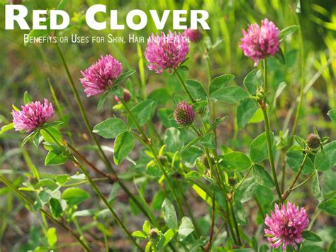 Red Clover Benefits or Uses for Skin, Hair and Health - Stylish Walks