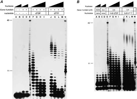 DNA footprinting analysis of the gene 4 protein[chempDNA complex. The... | Download Scientific ...