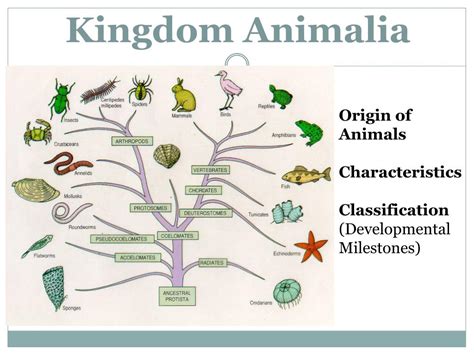 Members of the Kingdom Animalia Are Best Described as - KinsleykruwEvans