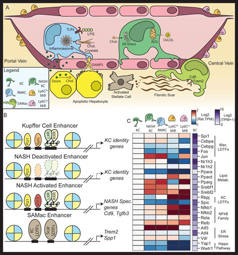 Frontiers | Epigenetic Regulation of Kupffer Cell Function in Health and Disease