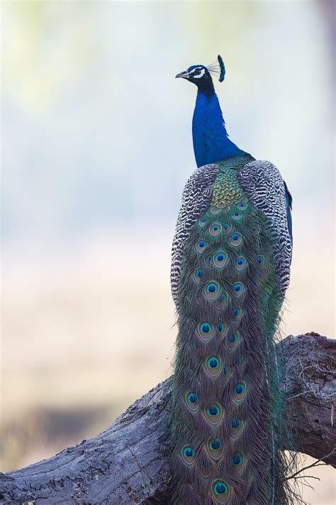 100+ Peacock Pictures [HD] | Download Free Images on Unsplash