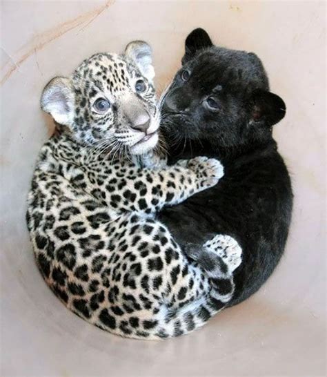 A Baby Jaguar Cuddling With A Baby Panther Animals And Pets, Funny ...