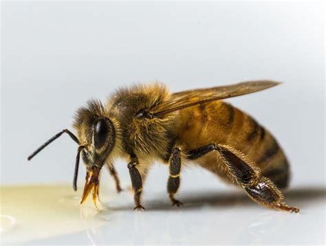 BEEKEEPING | Beekeeping for beginners, Bee, Bee keeping