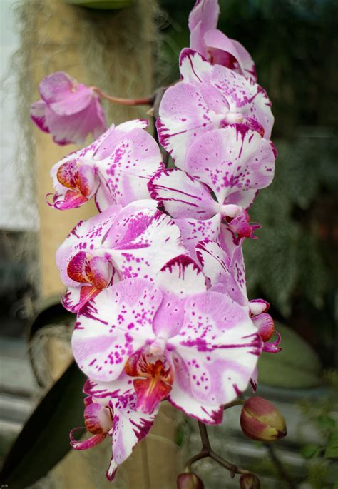 Pin by Eric Linneman on Denver Botanic Gardens Orchids | Orchid ...