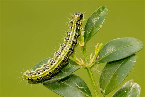 Box Tree Caterpillar Nematodes | Green Gardener