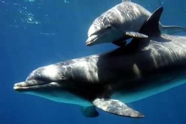 Animals Plants Rainforest: Baby Dolphin: Facts and Pictures