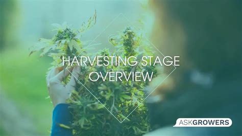 Harvesting Stage Overview | AskGrowers