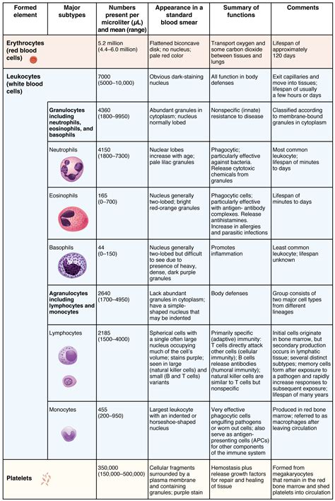 Erythrocytes · Anatomy and Physiology