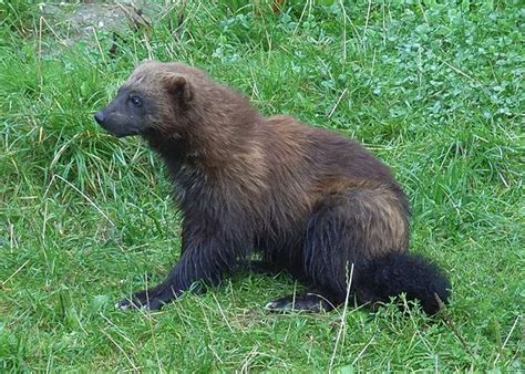 Protect Wolverines from Extinction - ForceChange | Wolverine animal ...