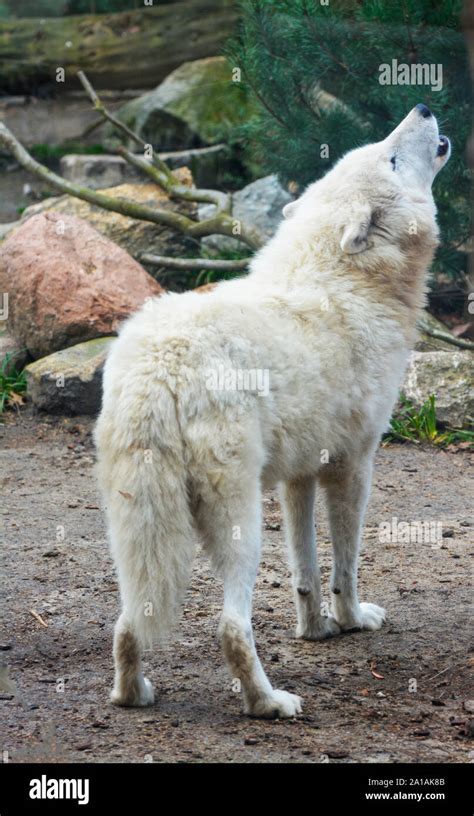 a white wolf calls howling in the forest Stock Photo - Alamy