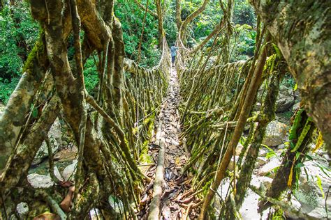 Ritymmen Root Bridge | This 30 meter root bridge is the long… | Flickr