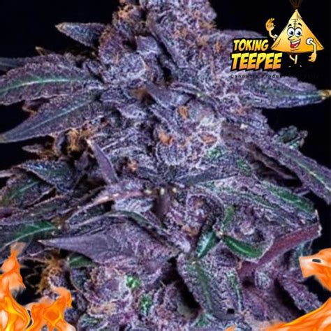 Unbelievable Deal: Breeders Cut Elite Clones Jealousy Strain