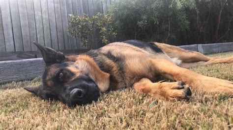 Afternoon nap time... : r/GermanShepherd