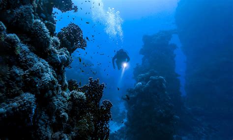 Plastic bag found at the bottom of the Mariana Trench