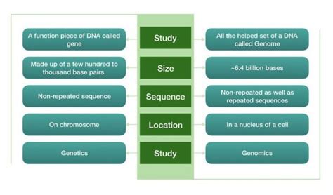 "Genome Vs Gene", An Unusual Comparison | Genetic Education | Genome, Human genome, Genetics