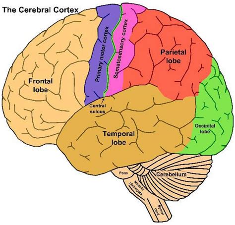 Pictures Of Cerebral Cortex