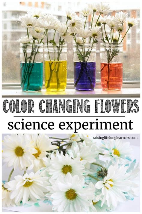 Color Changing Flowers | Spring Science Experiment - Raising Lifelong Learners