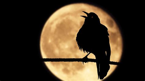 Birds Chirping at Night: Why They Do It and What It Means - A-Z Animals