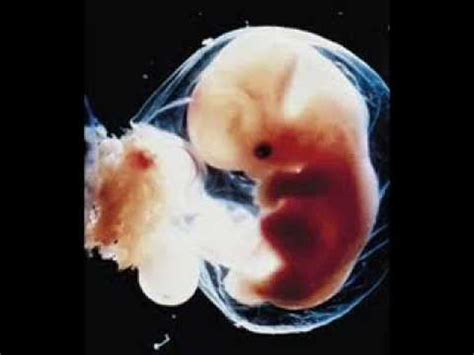 Embryo heartbeat 6 weeks pregnant - YouTube