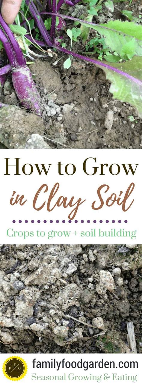 Plants for Clay Soil | Family Food Garden