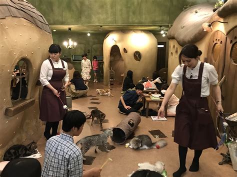 The Best Cat Cafes in Tokyo — The Neighbor's Cat