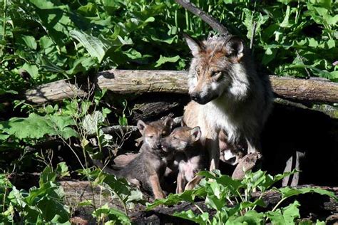 PHOTOS: Mexican Gray Wolf puppies | abc7chicago.com