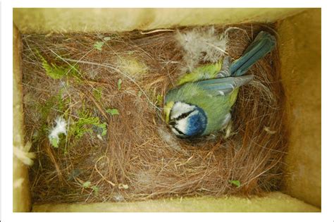 | Female blue tit incubating eggs (Photo: Mark C. Mainwaring ...