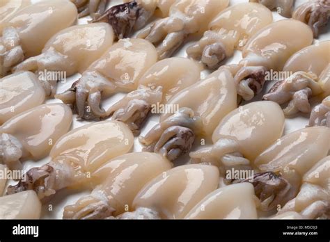 Fresh raw baby squid in rows on white background full frame close up Stock Photo - Alamy