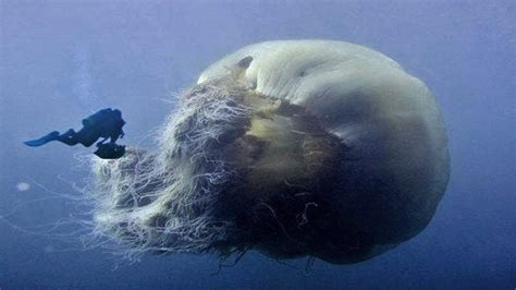 A lions mane jellyfish, the largest species of jellyfish : thalassophobia