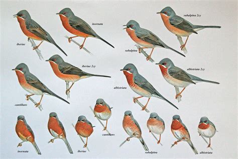 Surfbirds - Identification Articles