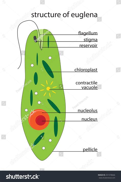 Vector Euglena Structure: vector de stock (libre de regalías) 251578666 | Shutterstock