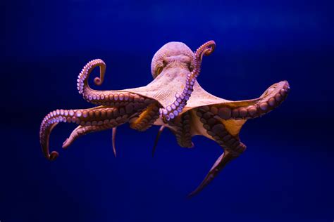 Why scientists are making the case against octopus farming