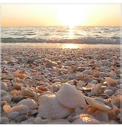 Мелодии на звонок, картинки на телефон, анимации | Sanibel island florida, Sanibel island, Shell ...