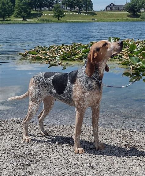 American English Coonhound Compared to Other Coonhounds