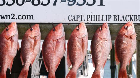 Fishing Report: Red snapper "season" is short, hectic, and almost here