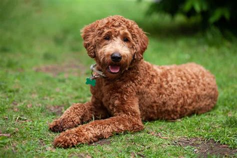 How Smart Are Labradoodles? Everything We Know About Their Intelligence ...