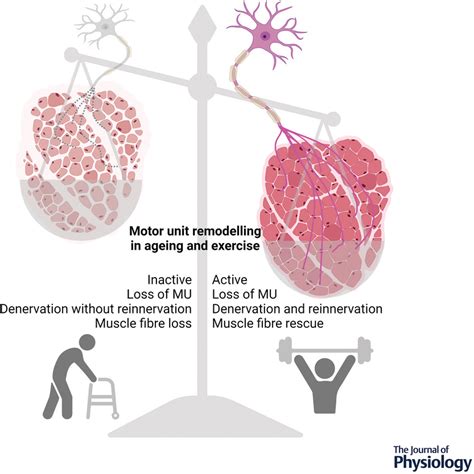 Ageing and exercise‐induced motor unit remodelling - Jones - 2022 - The Journal of Physiology ...