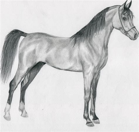 Arabian Horse Drawings