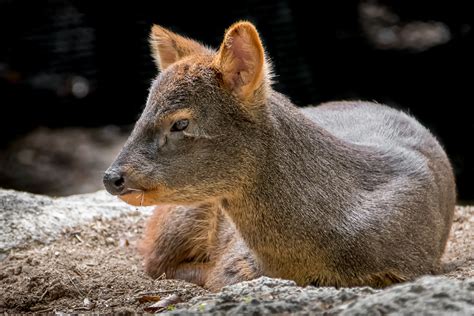 Tiny Deer | Southern Pudu (Pudu puda), are among the smalles… | Flickr