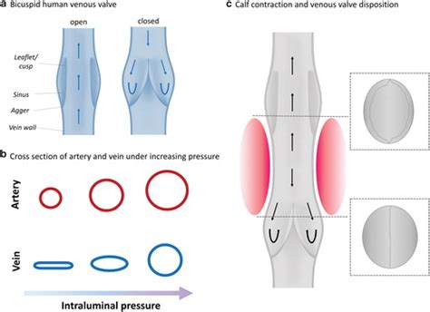 Function Of Venous Valves