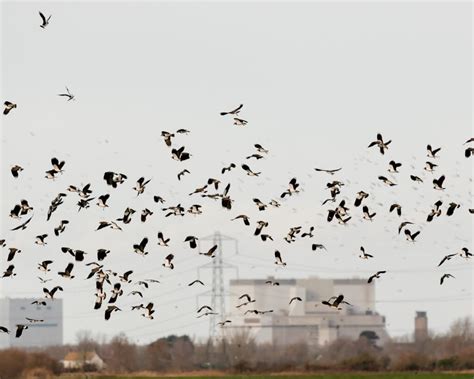 WWT Steart Marshes And Bridgwater Bay