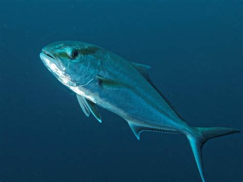 Amberjack, Greater - South Atlantic Fishery Management Council