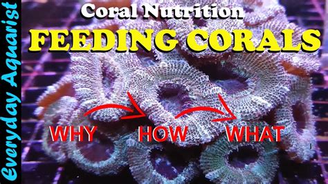 WHAT & HOW To Feed Corals In a Reef Aquarium - YouTube