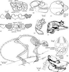 lemur skeleton | Zoology art, Bones anatomy, Hair accessories