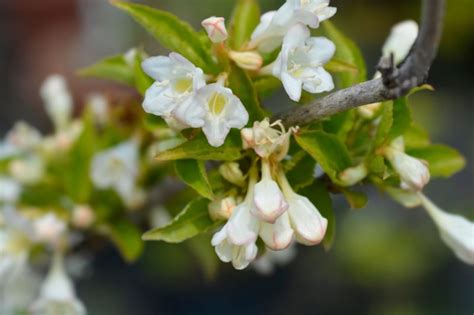 15 Wonderful Weigela Varieties | Horticulture Magazine