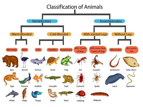 Land Mammals List