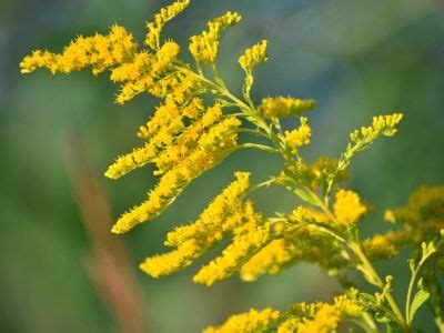 Planting Goldenrod In The Garden - What Is The Plant Goldenrod Good For?