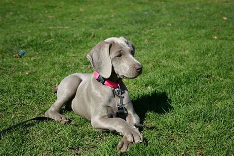 Weimaraner Puppies: Find Your New Adventure Companion